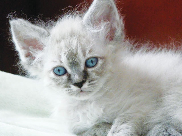 Nella foto un gatto LaPerm color bianco
